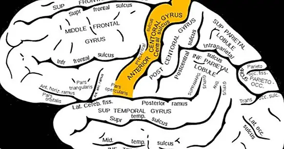 Precentrální rotace: vlastnosti a funkce této části mozku