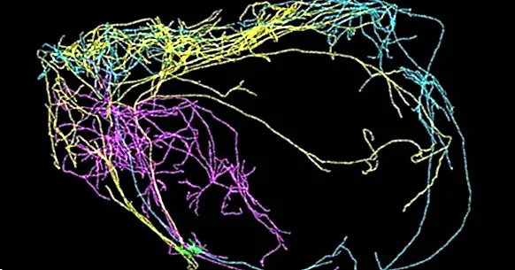 Огромни неврони, свързани с съзнанието, се откриват