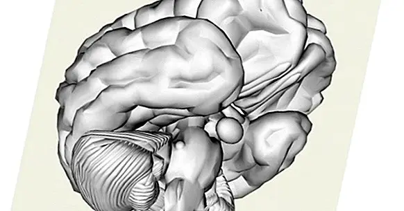 Comment le stress affecte-t-il le cerveau?