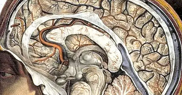 Associativ cortex (hjerne): typer, deler og funksjoner