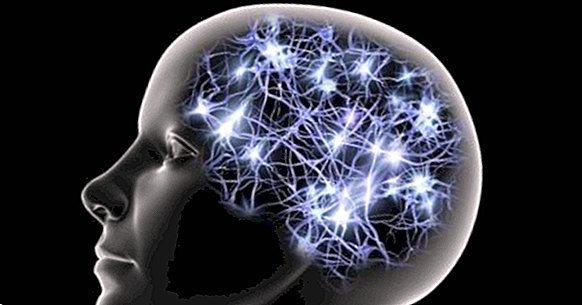 Ротација цингулата (мозга): анатомија и функције