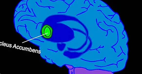 Accumbens nucleus: anatomy and functions