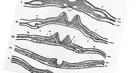 Neurulasi: proses pembentukan tiub saraf
