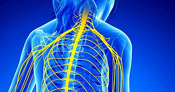 Části nervového systému: funkce a anatomické struktury