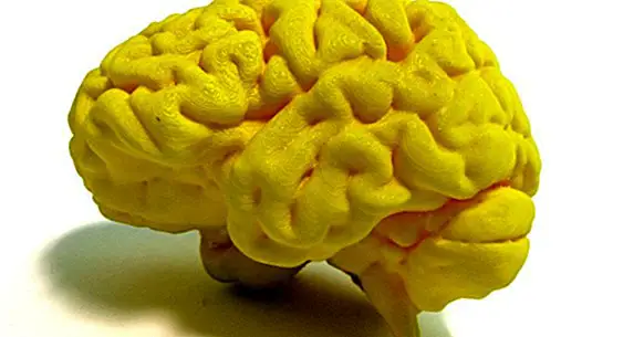 Oblasti mozku specializované na jazyk: jeho umístění a funkce