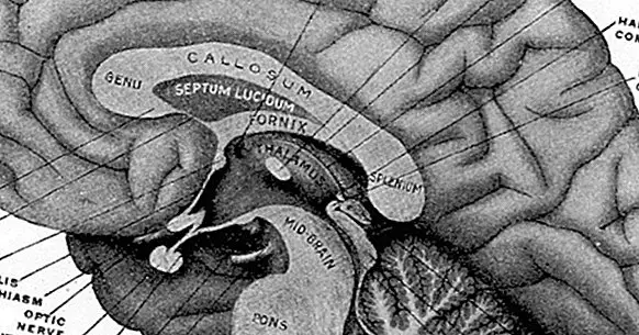 Pineal kirtel (eller epifys): funktioner og anatomi