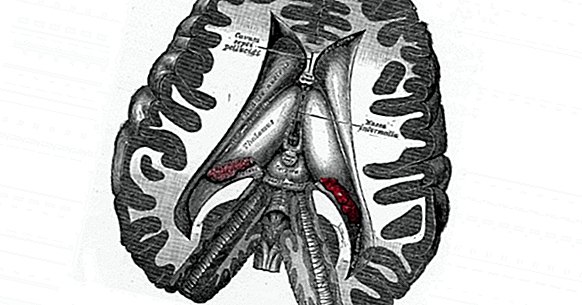 Diencephalon: struktur og funktioner i denne hjerneområde