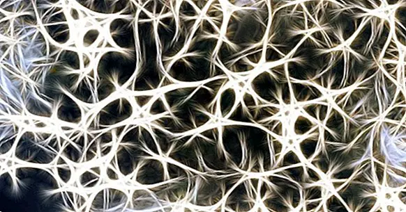 Hvad er neurons axoner?