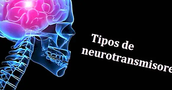 Types of neurotransmitters: functions and classification