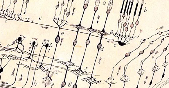 Ramón y Cajal vysvětlil, jak mozog s těmito kresbami pracuje