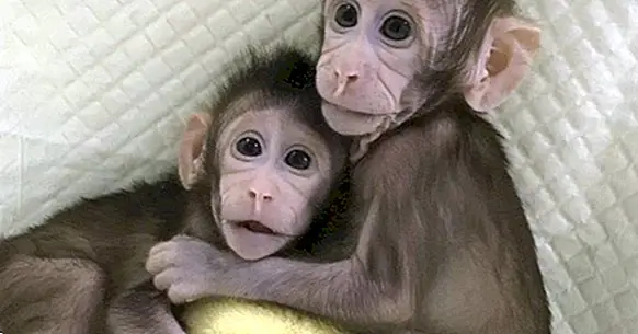 Ils peuvent cloner les premiers singes avec la méthode Dolly