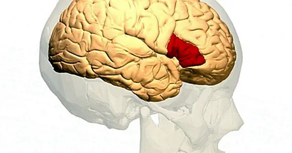 Zone de Broca (partie du cerveau): fonctions et leur relation avec le langage
