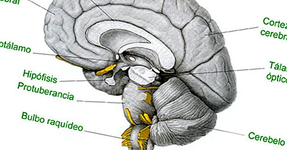 Spinální žárovka: anatomická struktura a funkce