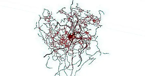 Neuron pinggul Rose: sejenis sel saraf baru