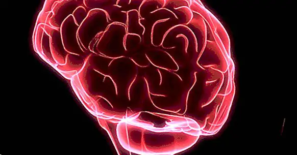 Laluan 9 dopaminergik otak: jenis, fungsi dan gangguan yang berkaitan