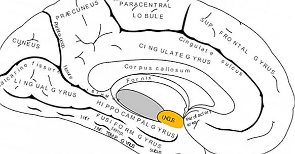 Uncus: struktura a funkce této části mozku