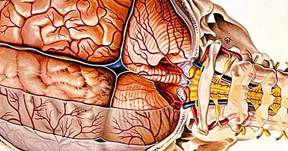 Meninges: anatomia, osat ja toiminnot aivoissa