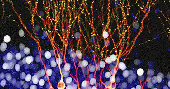 Migrace neuronů: tak se pohybují nervové buňky