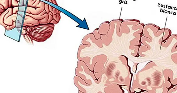 Matière grise du cerveau: structure et fonctions