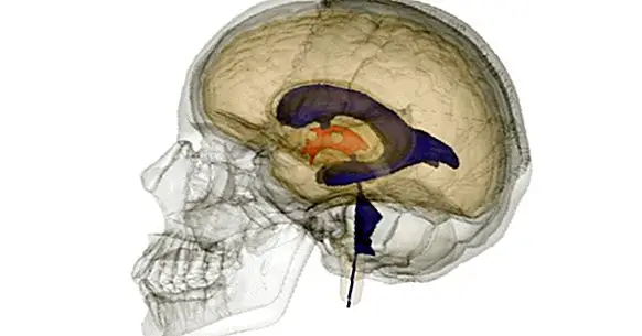 Mozgové komory: anatómia, vlastnosti a funkcie
