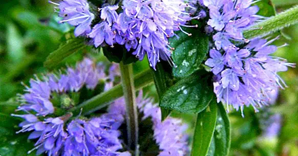 Pennyroyal: its 7 properties and health benefits