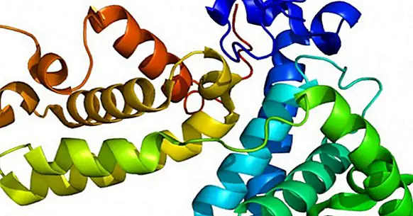 20 typů bílkovin a jejich funkcí v těle