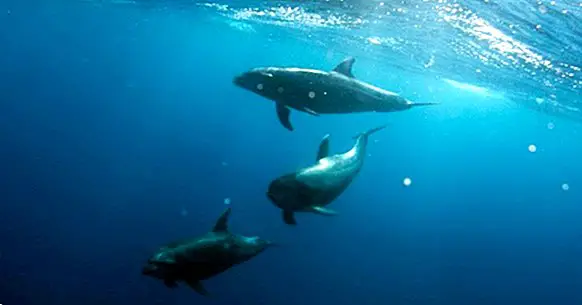 Dolphin Assisted Therapy: acoustic waves that heal