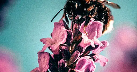 Peur des abeilles (apiphobie): causes, symptômes et traitement