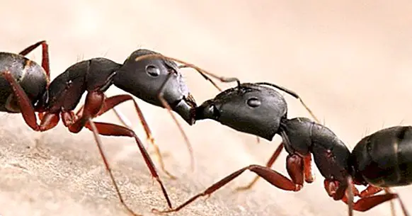 Mirmecofobia (fobie mravenců): příznaky a léčba