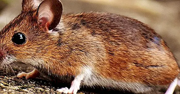 Musophobie: extreme Angst vor Mäusen und Nagetieren im Allgemeinen