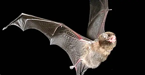 Chiroptophobia (fear of bats): symptoms, causes and treatment