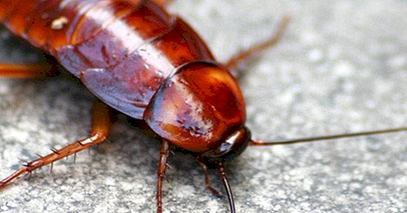 Peur des blattes (blatophobie): causes, symptômes et conséquences