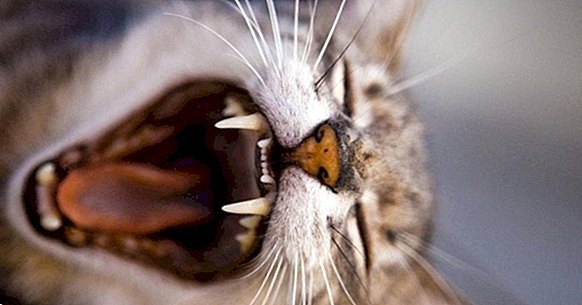 Katzenphobie (Ailurophobie): Ursachen, Symptome und Behandlung