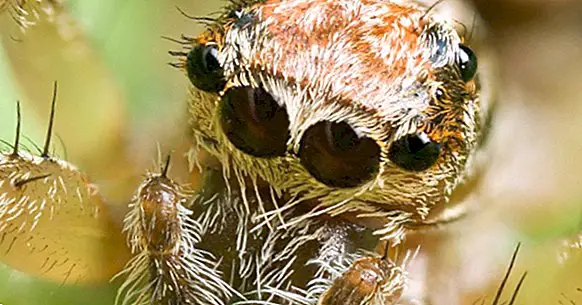 Arachnophobia: nguyên nhân và triệu chứng sợ nhện cực độ