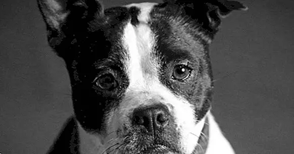 Hundfobi (cynofobi): årsager, symptomer og behandling
