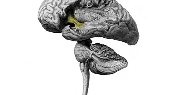 मनोचिकित्सा: मनोचिकित्सा के दिमाग में क्या होता है?
