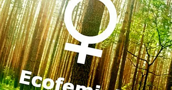 Ecofeminismus: Was ist das und welche Positionen vertritt diese Strömung des Feminismus?