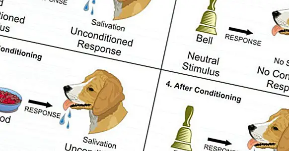 classical conditioning paper
