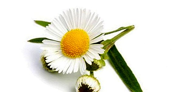 Chamomile: 7 properties and benefits of this plant