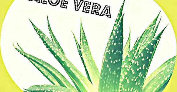 Aloe vera: 13 fordele, som du bør vide og anvende på dit liv