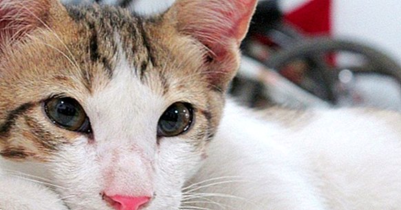 Gatoterapia ، واكتشاف الآثار المفيدة للعيش مع قطة