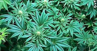 Marijuana: la science révèle ses effets à long terme sur le cerveau - drogues et addictions