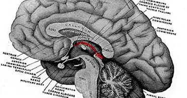 Epithalamus: ชิ้นส่วนและหน้าที่ของโครงสร้างสมองนี้ - ประสาท