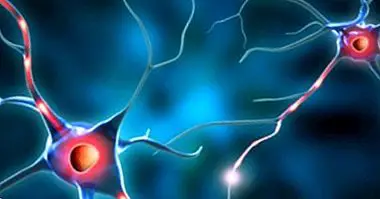 Typer av neuroner: egenskaper og funksjoner - nevrovitenskap