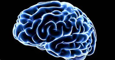 Glutamaat (neurotransmitter): määratlus ja funktsioonid - neuroteadused