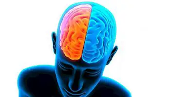 GABA (nevrotransmitor): kakšna je in kakšna je vloga v možganih - nevroznanosti