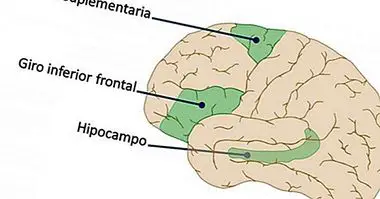 neurociências