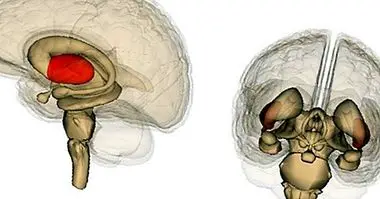 Thalamus: anatomia, rakenteet ja toiminnot - neurotieteiden
