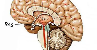 Pembentukan reticular: ciri, fungsi dan penyakit yang berkaitan - neurosciences