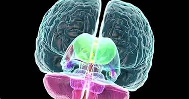 Système limbique: la partie émotionnelle du cerveau - neurosciences